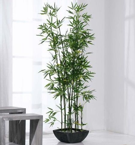 trúc quân tử nhân tạo giá rẻ - DVN 9