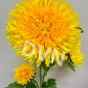 hoa cúc vạn tuế giả trang trí - DVN 2