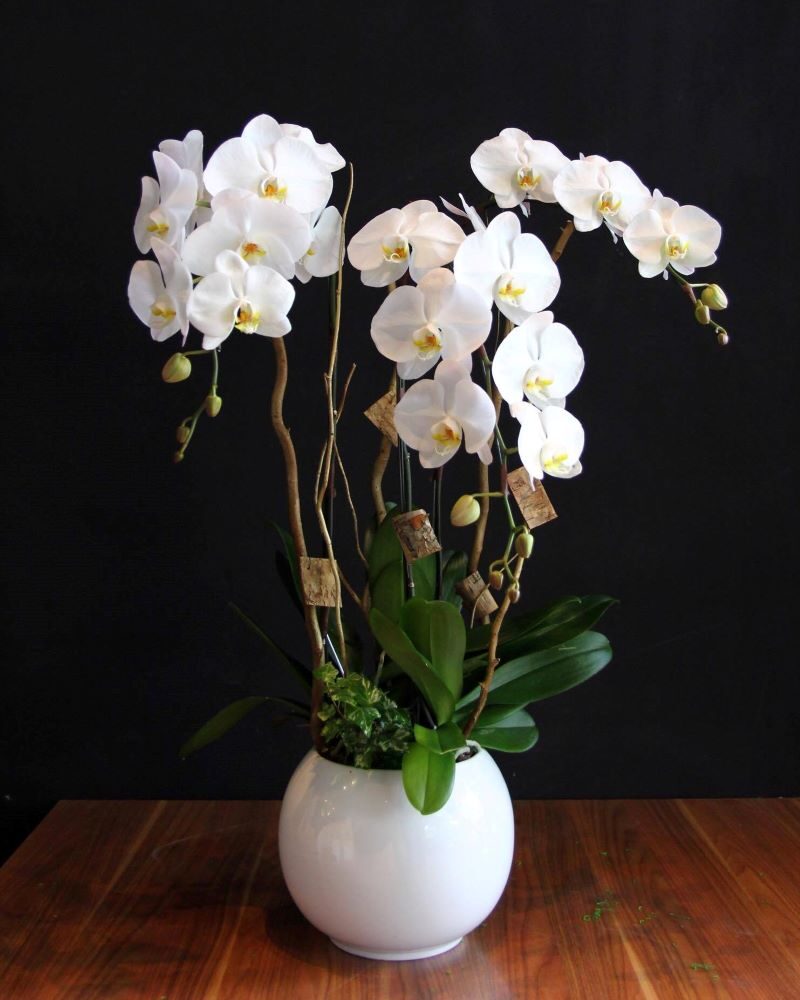 cụm lá lan hồ điệp giả trang trí cắm bình cùng hoa lan - DVN 3