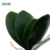 cụm lá lan hồ điệp giả trang trí cắm bình cùng hoa lan - DVN 5