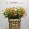 cành baby sao giá rẻ - DVN 2