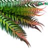 dương xỉ ngọn đỏ nhân tạo cắm chậu giá rẻ - DVN 1