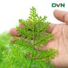 cành rêu 5 nhánh giá rẻ - DVn tổng kho hoa lụa 1