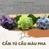 cẩm tú cầu pha 1 nhánh trang trí giá rẻ - DVN