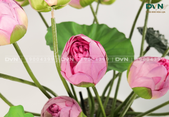 Ứng dụng của hoa sen giả trong trang trí