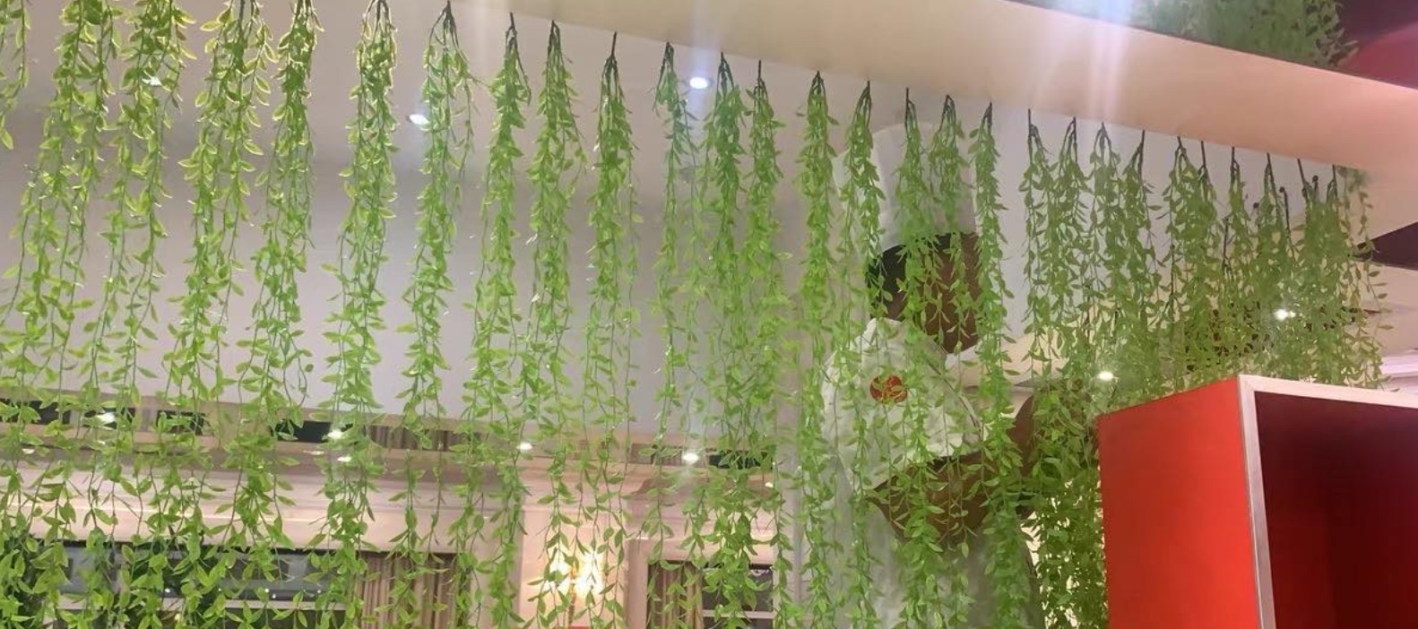 Cúc tần rủ trang trí
