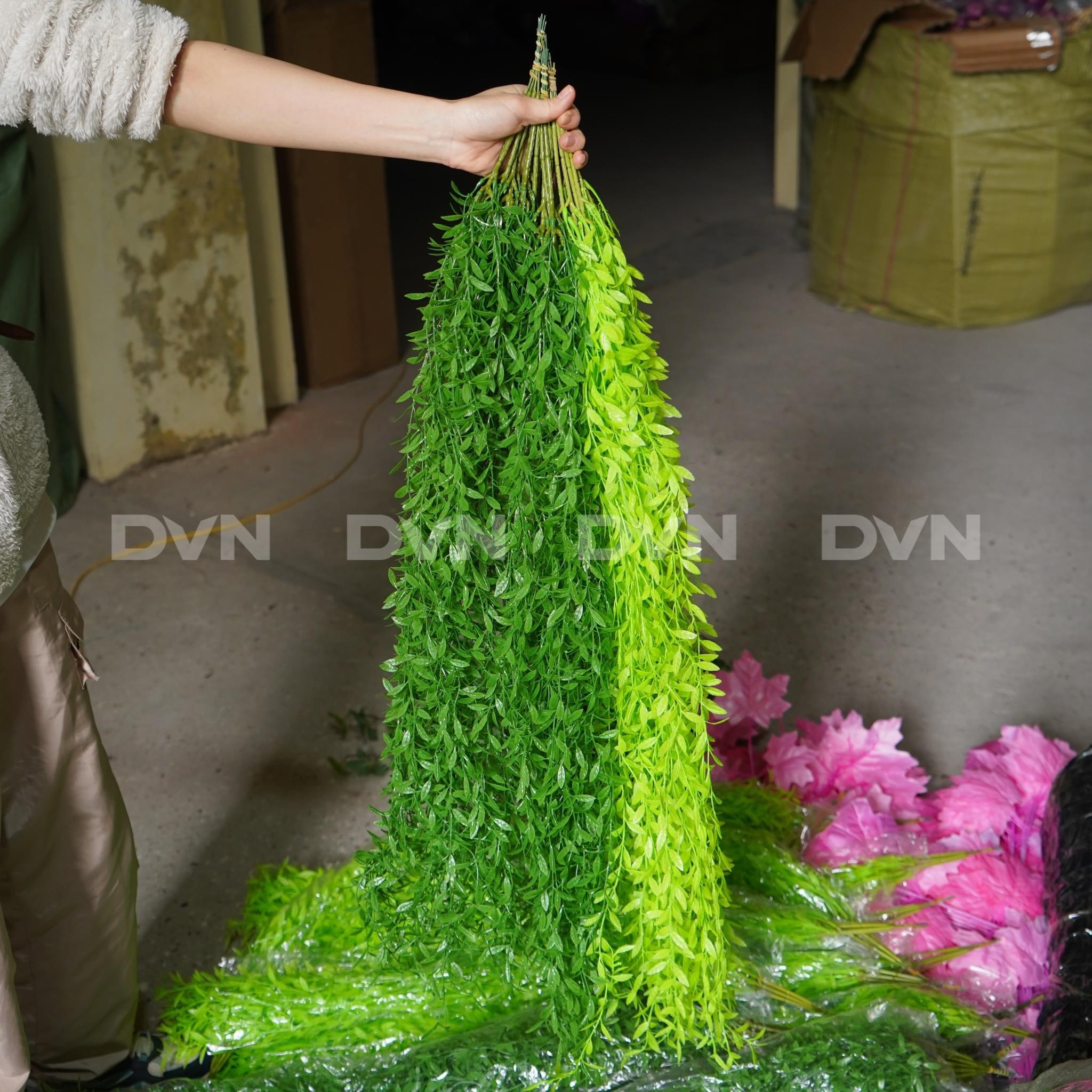 Dải cúc tần rủ xanh