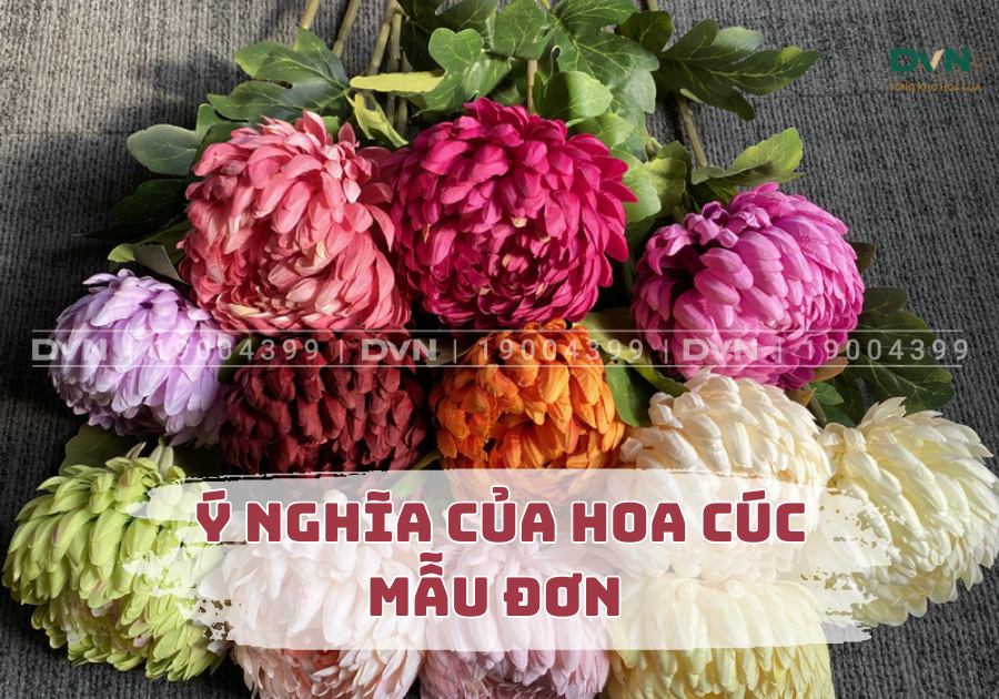 Ý nghĩa của hoa cúc mẫu đơn