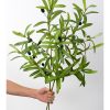 Cành oliu xanh 5 nhánh - DVN Tổng kho hoa lụa
