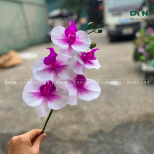 Lan hồ điệp 5 bống cánh ướt - DVN