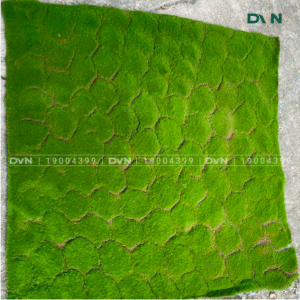 Thảm rêu nhân tạo - DVN