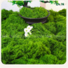 Rêu sợi nhân tạo - DVN