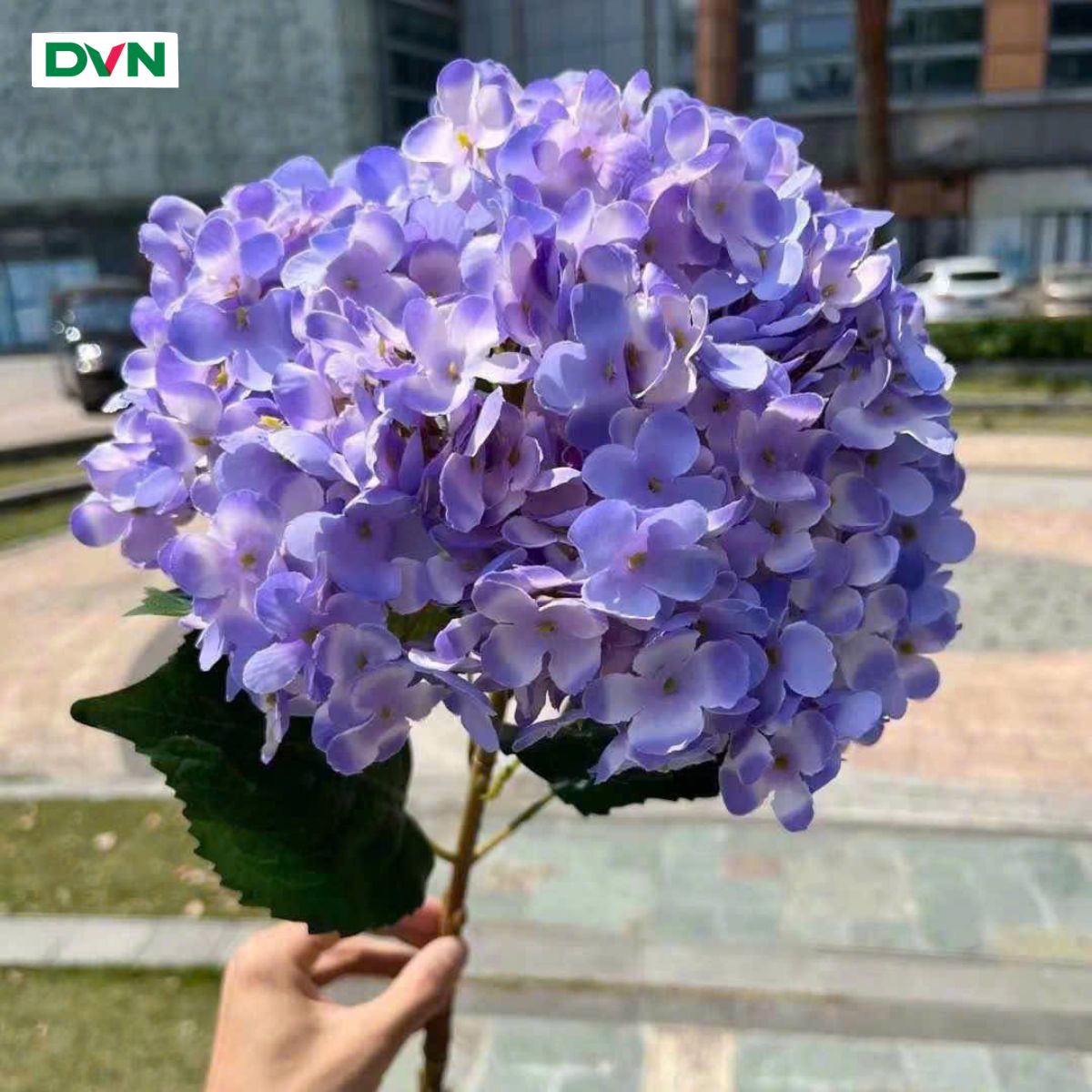 1 Hoa Cẩm tú cầu