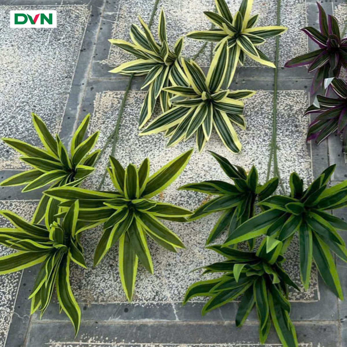 Lá Giả Tóc Tiên 3 Nhánh