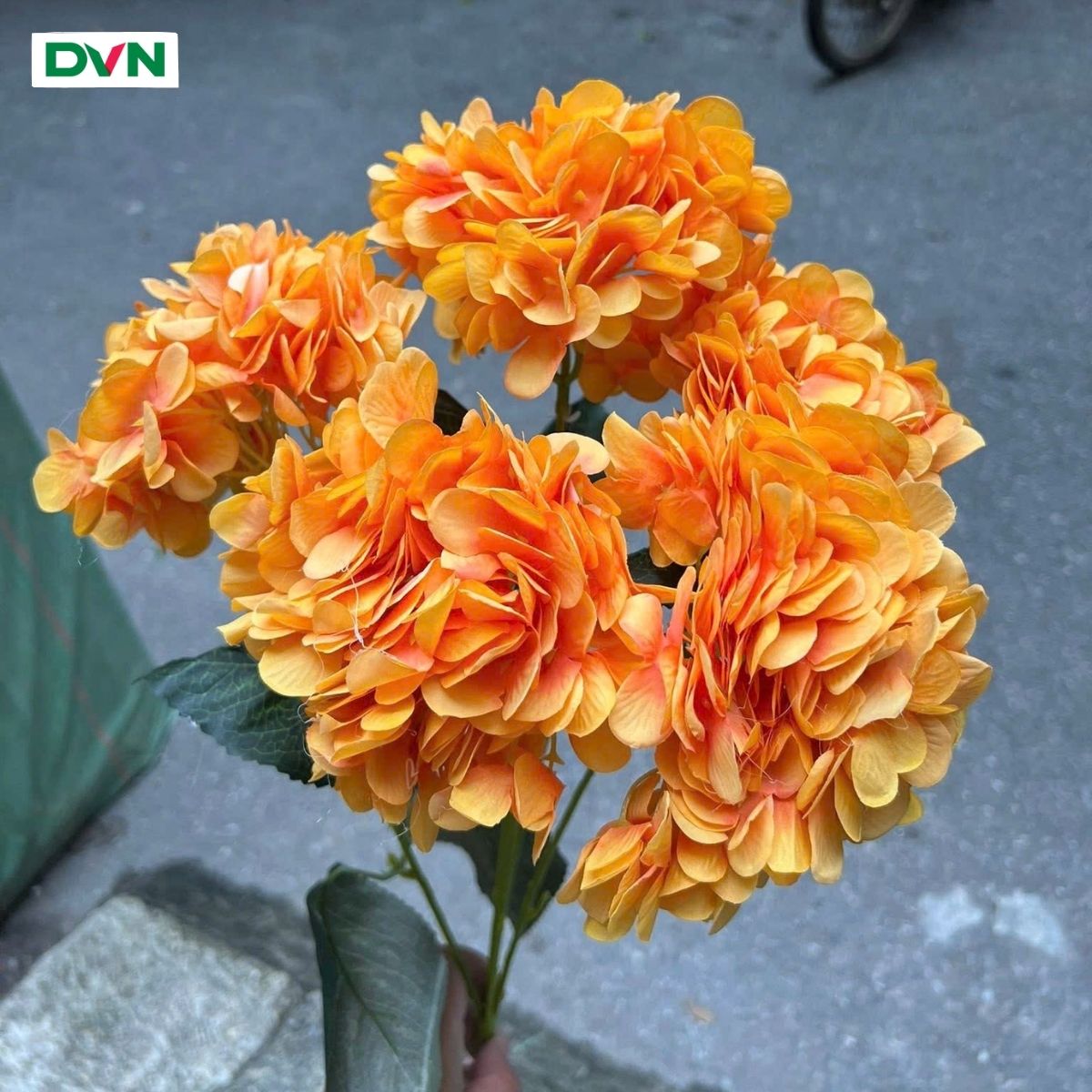 Hoa Tú cầu 5 nhánh