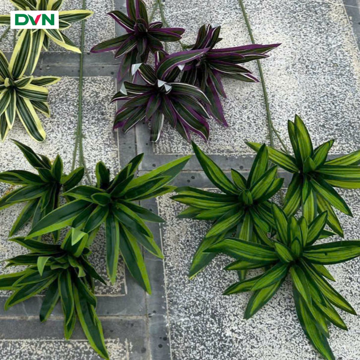 Lá Giả Tóc Tiên 3 Nhánh