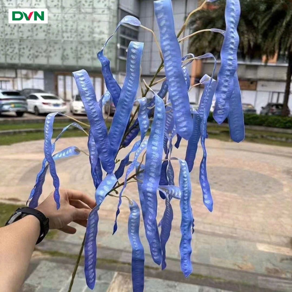 Cành quả bồ kết cao su