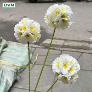 Hoa Cúc Chong Chóng