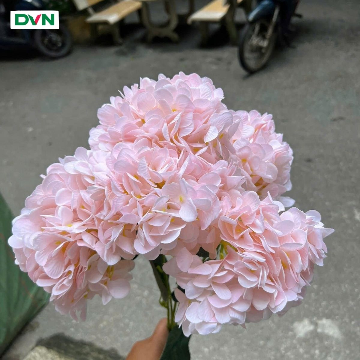 Hoa Tú cầu 5 nhánh