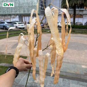 Cành quả bồ kết cao su