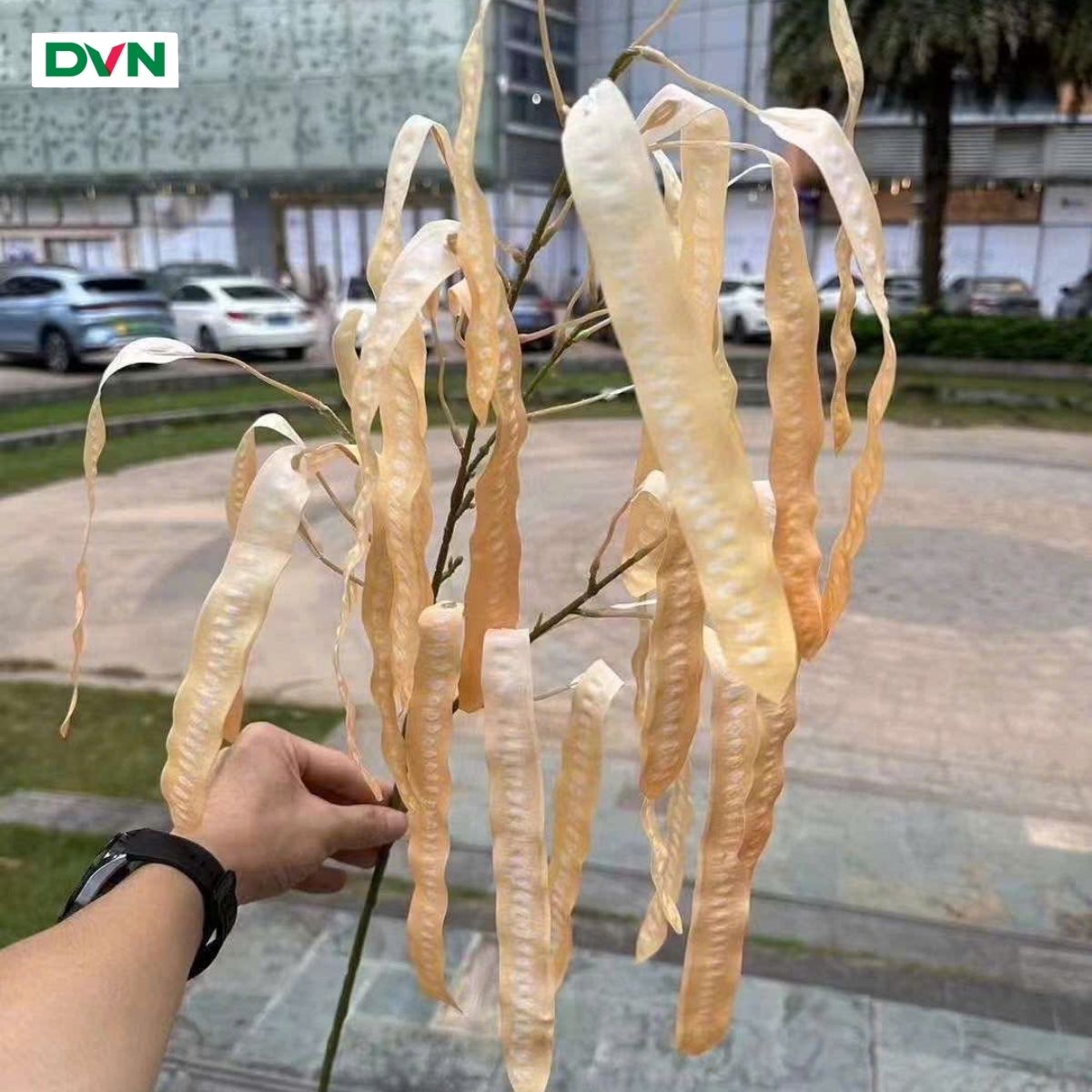 4 Cành quả bồ kết cao su