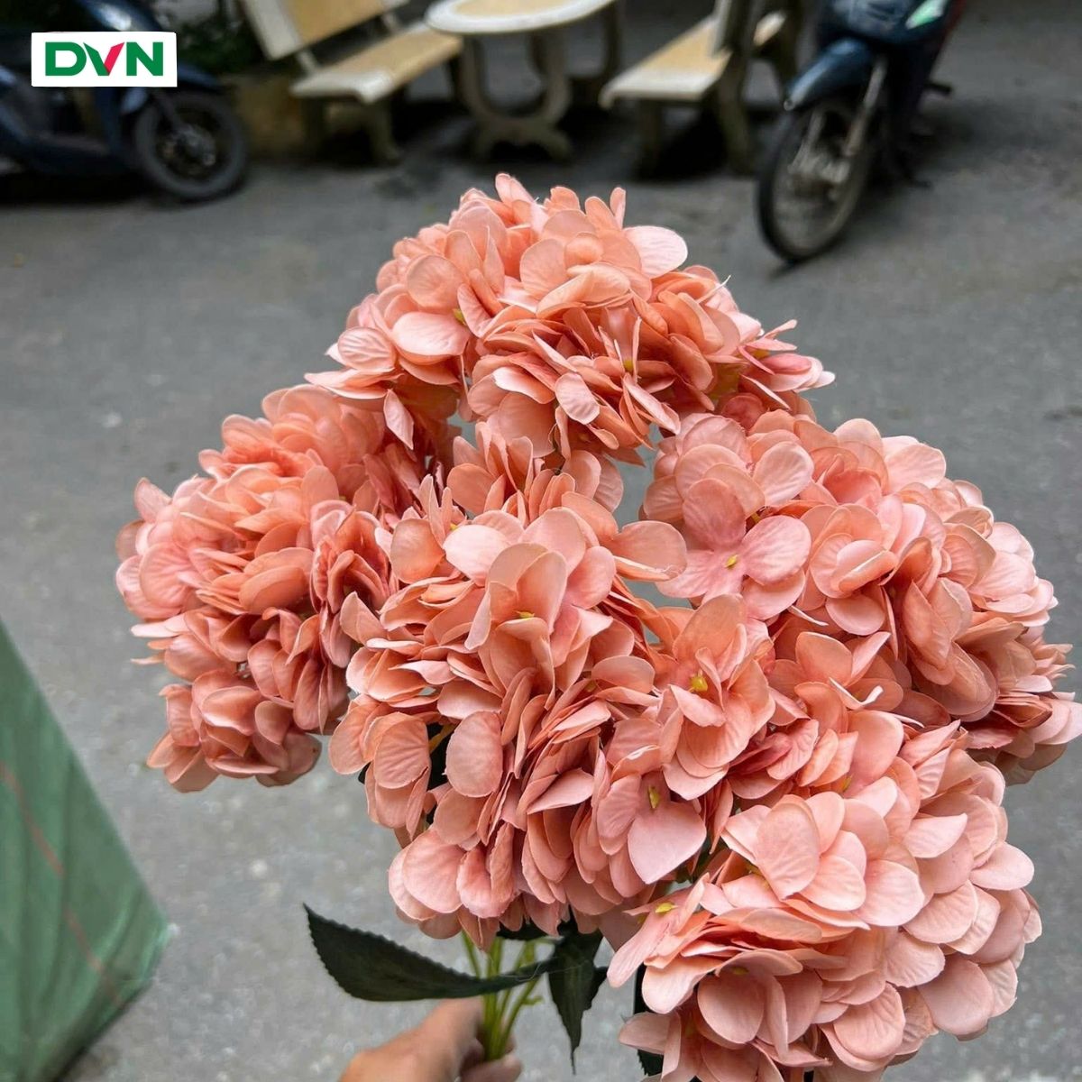 4 Hoa Tú cầu 5 nhánh