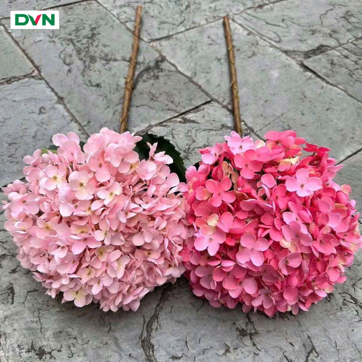 5 Hoa Cẩm tú cầu