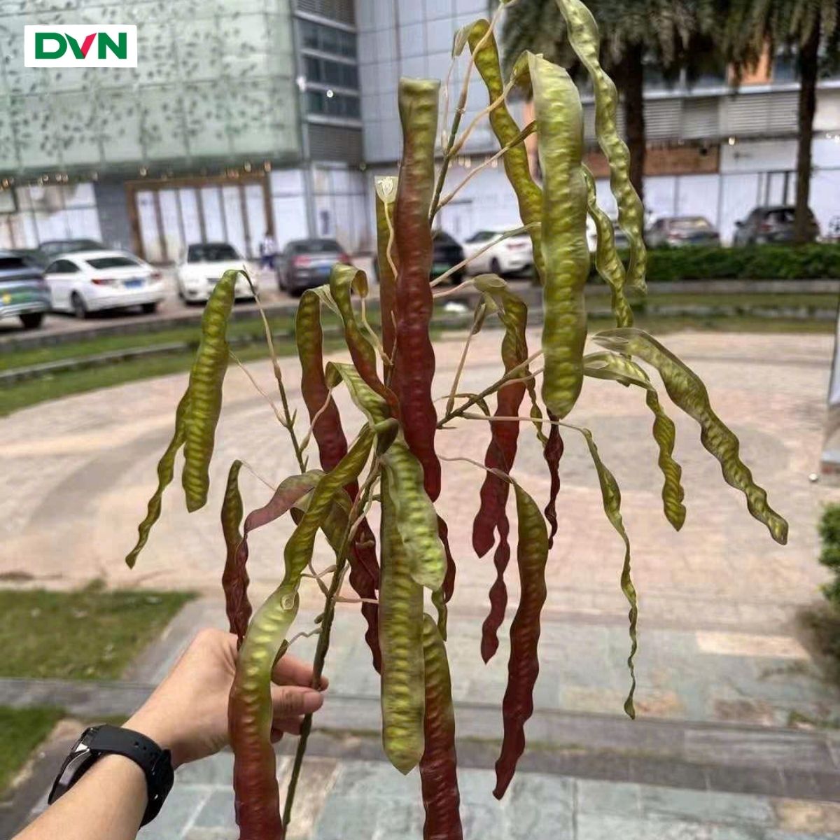 5 Cành quả bồ kết cao su