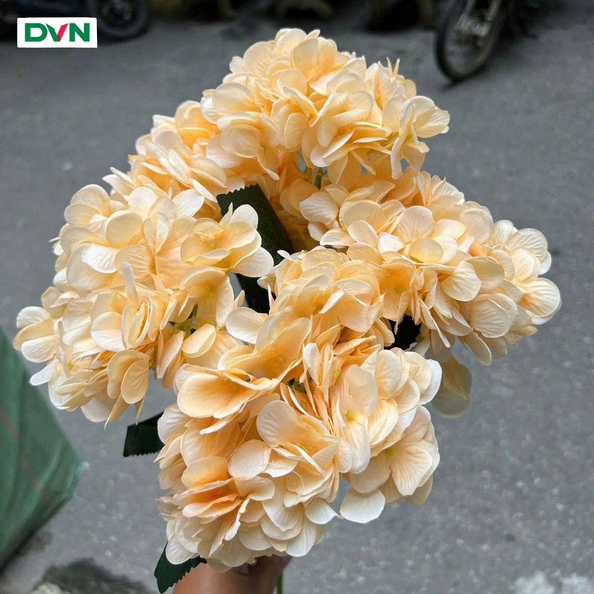 Hoa Tú cầu 5 nhánh