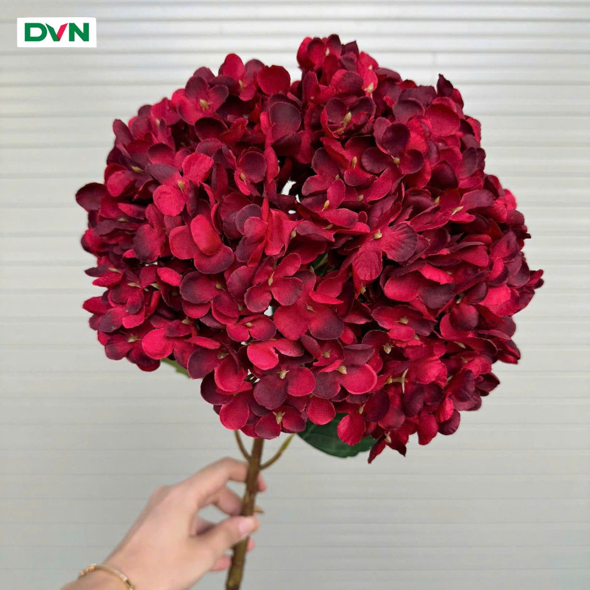 7 Hoa Cẩm tú cầu