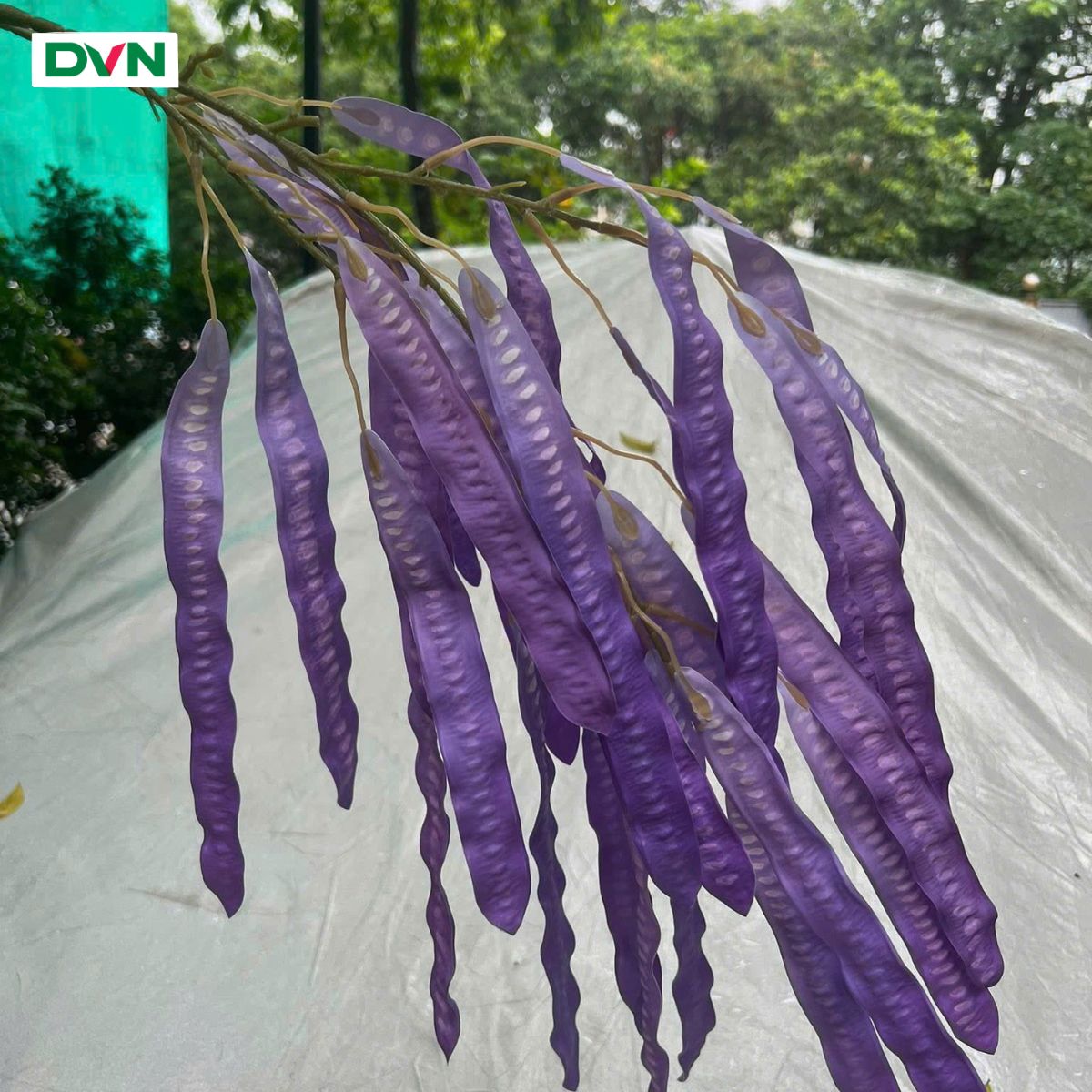 7 Cành quả bồ kết cao su